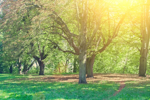 Parque com árvores verdes — Fotografia de Stock