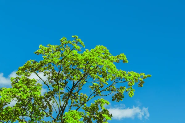 Alberi in luce intensa — Foto Stock