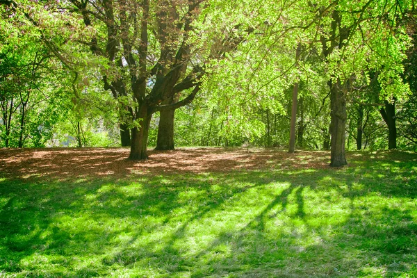 Parque com árvores verdes — Fotografia de Stock