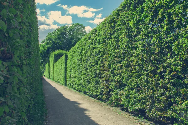 Chemin bétonné avec haies vertes — Photo