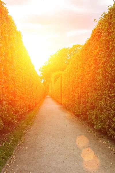 Concrete path with green hedges — Stock Photo, Image