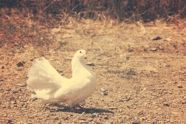 面白い白鳩 — ストック写真