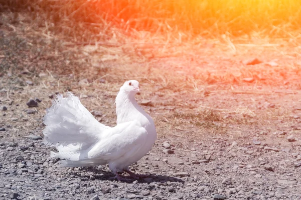 Paloma blanca divertida — Foto de Stock