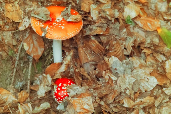 地上的蘑菇 — 图库照片
