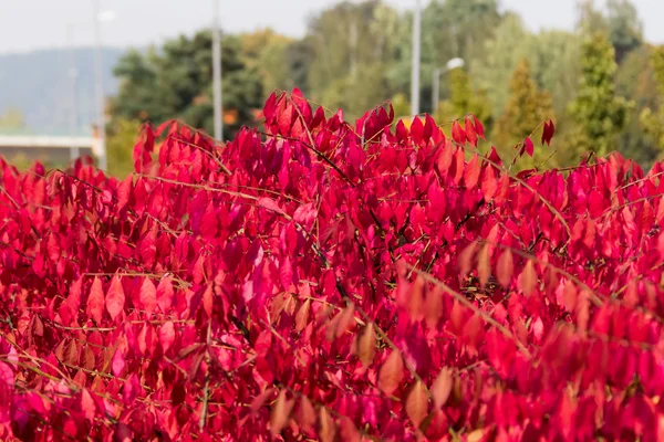 Colourful leaves zoomed — Stock Photo, Image