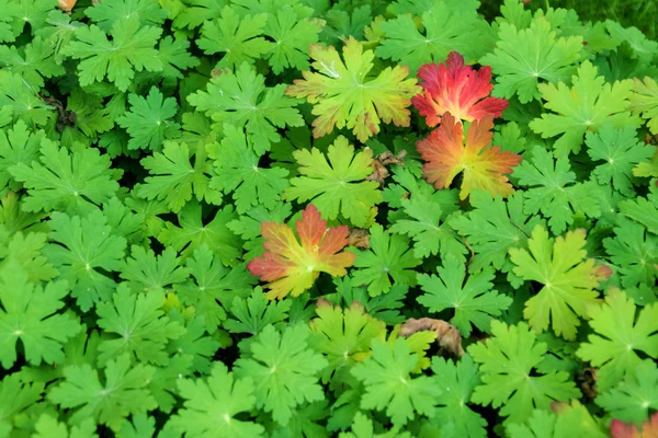 Colourful leaves zoomed — Stock Photo, Image