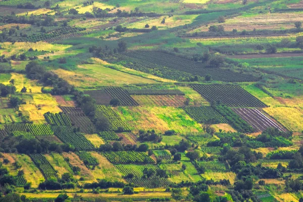 Landscape of green fields — Stock Photo, Image