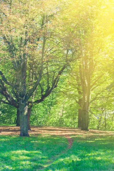 Park mit grünen Bäumen — Stockfoto