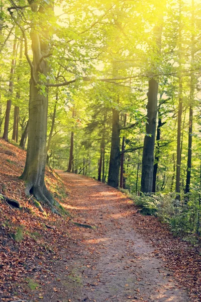 Beton yol ağaçları arasında