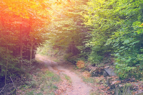 Ahşap Bank ile yürüme yolu