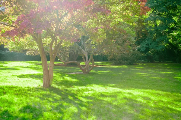สวนที่มีต้นไม้สีเขียว — ภาพถ่ายสต็อก