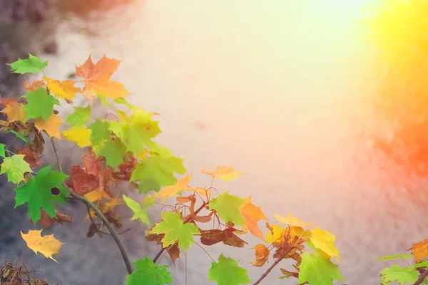 Πολύχρωμα φύλλα μεγεθύνεται — Φωτογραφία Αρχείου