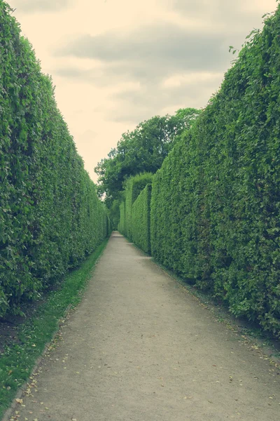 Caminho concreto com sebes verdes — Fotografia de Stock