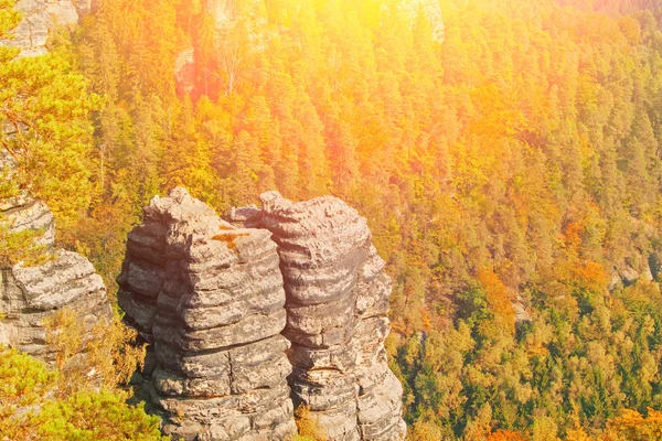 Pedras no fundo da floresta — Fotografia de Stock