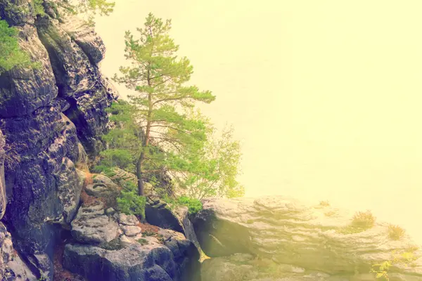 Conifer tree on cliff — Stock Photo, Image