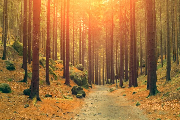 Ścieżki spacerowe wśród drzew — Zdjęcie stockowe