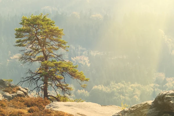 Conifer boom op de klif — Stockfoto