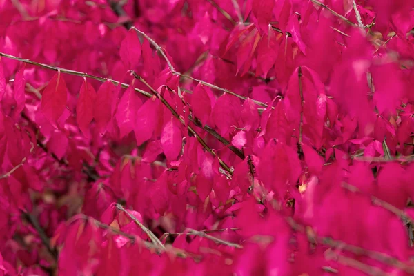 Folhas coloridas ampliadas — Fotografia de Stock