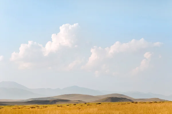 Sarı alan ve tepeler — Stok fotoğraf