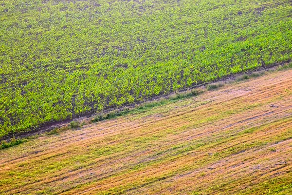 Textura do campo agrícola — Fotografia de Stock