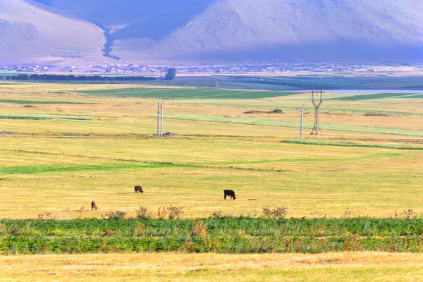 Yellow and green field — Stock Photo, Image