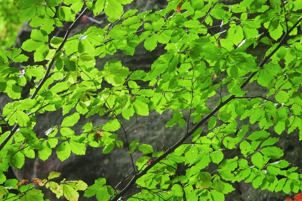 Yeşil yaprakları ve dalları — Stok fotoğraf