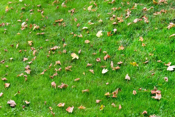 Herbe aux feuilles tombées — Photo