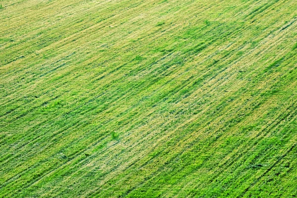 Texture de champ agricole — Photo
