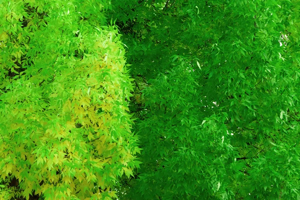 녹색과 노란색 잎 — 스톡 사진
