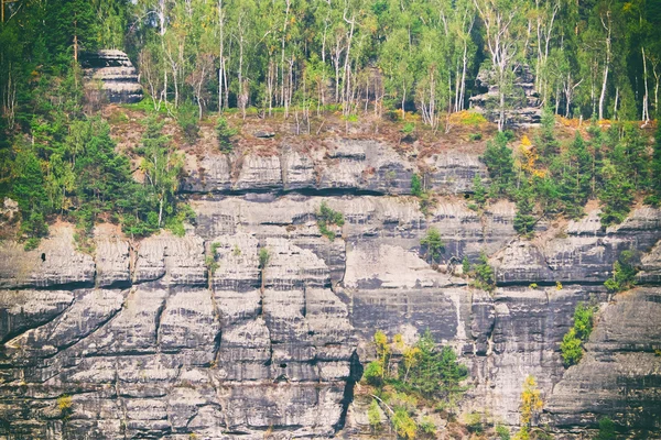 Rocks covered with trees — Stock Photo, Image