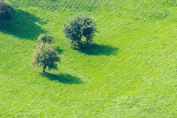 Krásné zelené pole — Stock fotografie