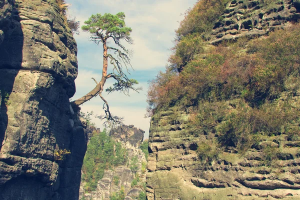 Conifer tree on rock — Stock Photo, Image