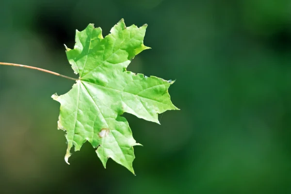 Foglia d'acero singola — Foto Stock