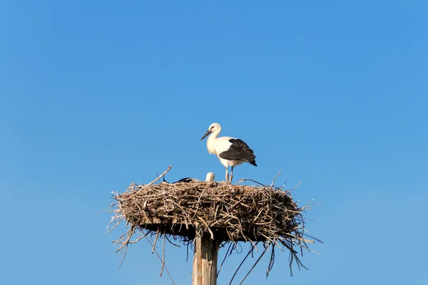 Cigüeña en nido contra el cielo — Foto de Stock