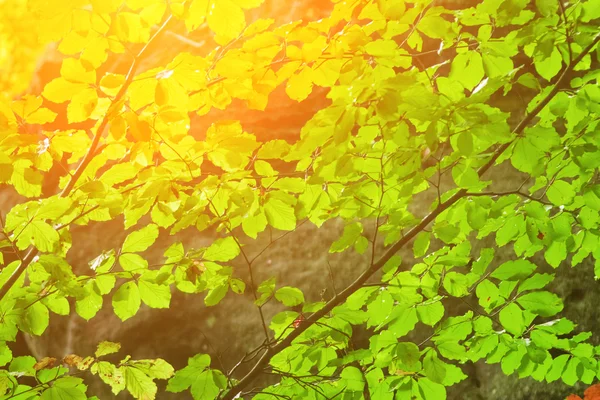 Grüne Blätter und Zweige — Stockfoto