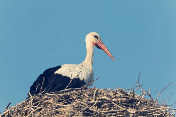 Cigüeña en nido contra el cielo — Foto de Stock