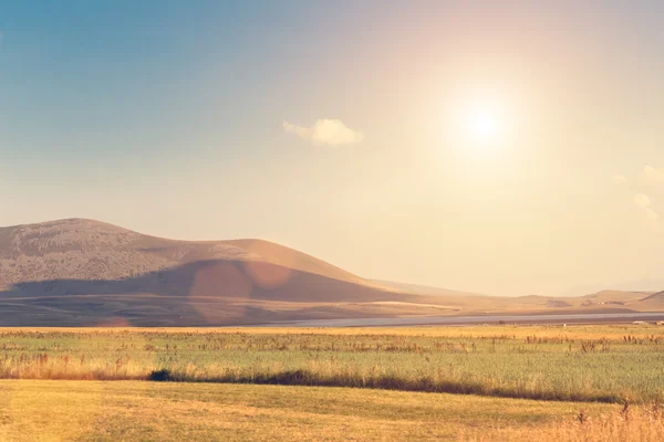 Campo amarillo y colinas — Foto de Stock