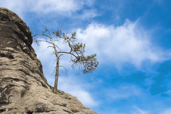 Хвойне дерево на скелі — стокове фото