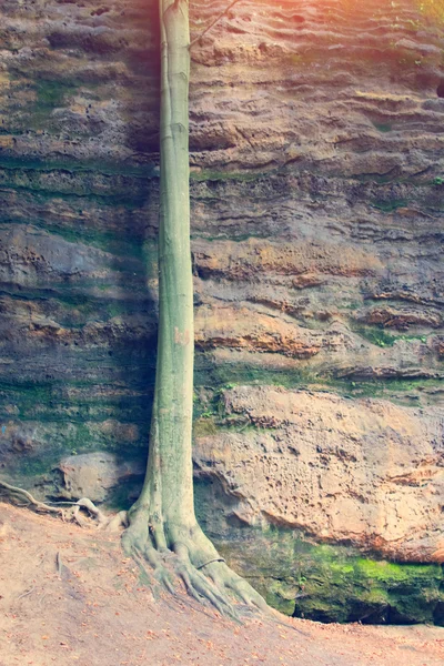 Détail du tronc d'arbre — Photo