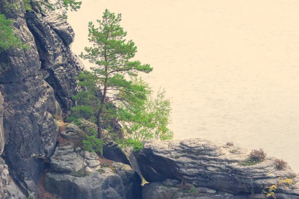 Хвойное дерево на скале — стоковое фото