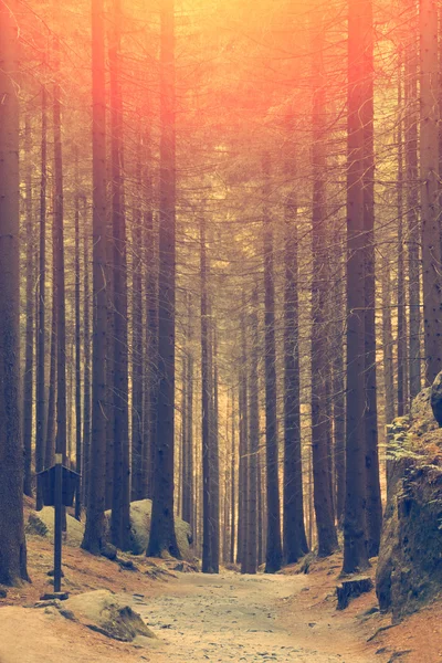 Ağaçları arasında yürüyüş yolları