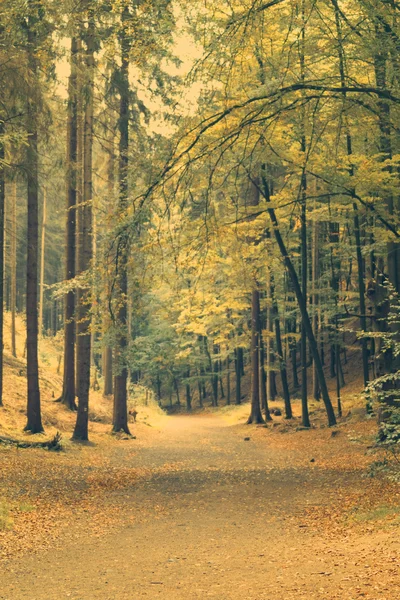 Wandelpaden tussen bomen — Stockfoto