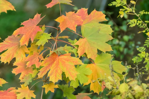 Colourful leaves zoomed — Stock Photo, Image
