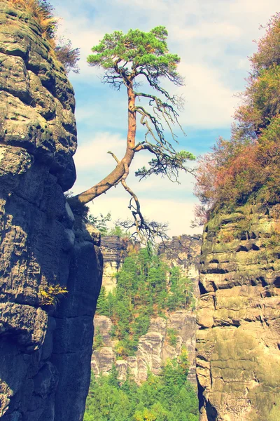 Conifer tree on rock — Stock Photo, Image