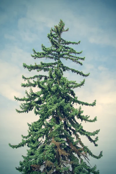 Albero verde di conifera — Foto Stock
