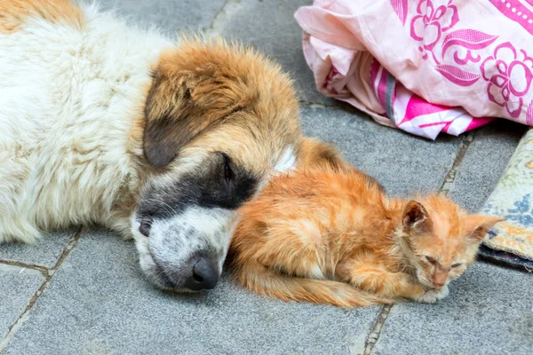 Perro y gatito sin hogar —  Fotos de Stock