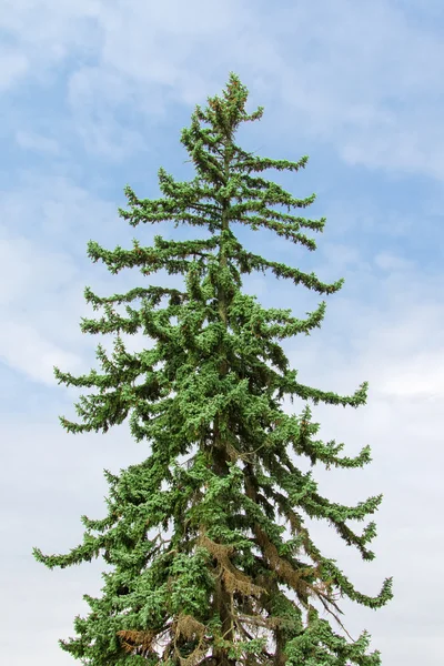 Zöld tűlevelű fa — Stock Fotó