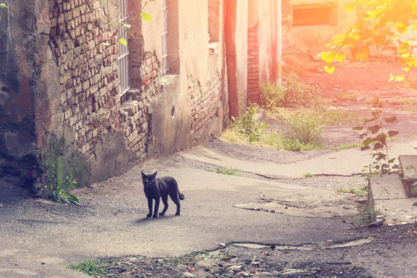 Chat noir dans la rue en ruine — Photo