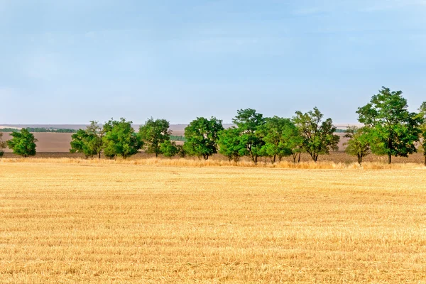 Campos agrícolas y árboles — Foto de Stock