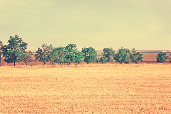 Campos agrícolas y árboles — Foto de Stock